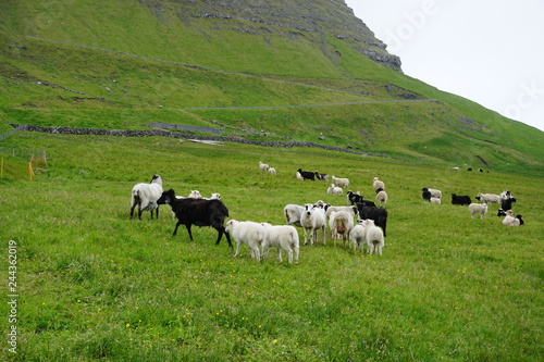 Sheeps on Faroe Islands