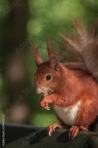 squirel on a bench