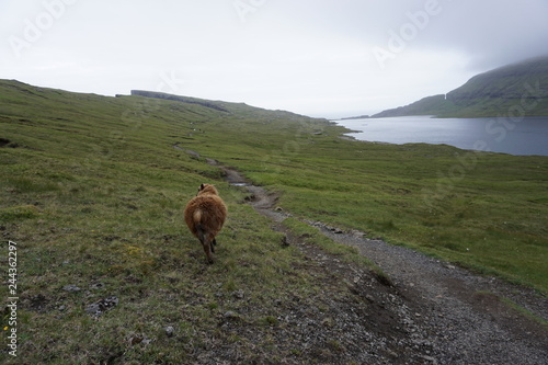 Sheeps on Faroe Islands
