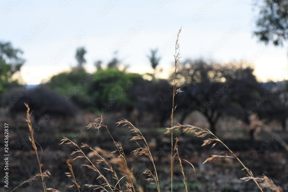 Fototapeta premium Grass Stems Blowing In The Wind In Burnt Field