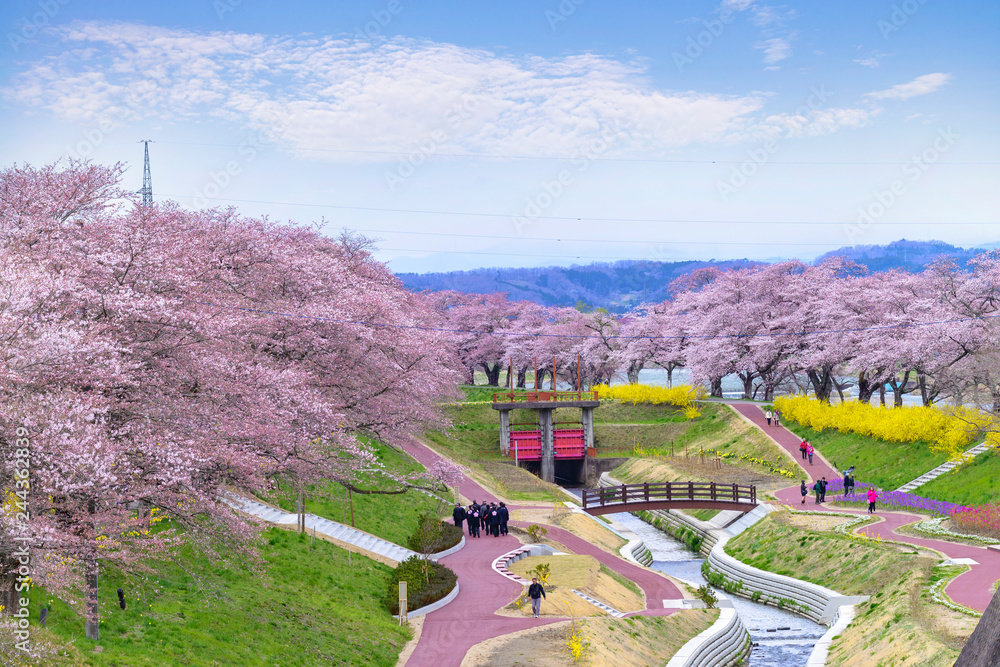 View of Cherry Blossom or Hitome Senbon Sakura festival at Shiroishi riverside, Funaoka Castle Ruin Park, Sendai, Miyagi, Japan