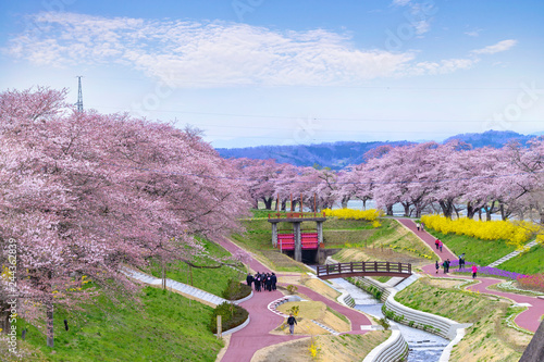 View of Cherry Blossom or Hitome Senbon Sakura festival at Shiroishi riverside, Funaoka Castle Ruin Park, Sendai, Miyagi, Japan photo