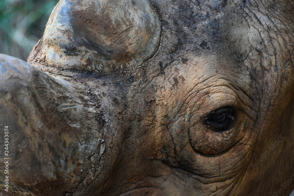 Fototapeta premium Face Of An Endangered Black Rhinoceros (diceros bicornis)
