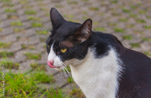 Black cats are cute day happily region in concrete.