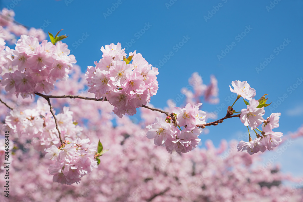 blühender Zweig vom Kirschbaum, Hintergrund soft Kirschblüten blühender Zweig vom Kirschbaum, Hintergrund soft Kirschblüten