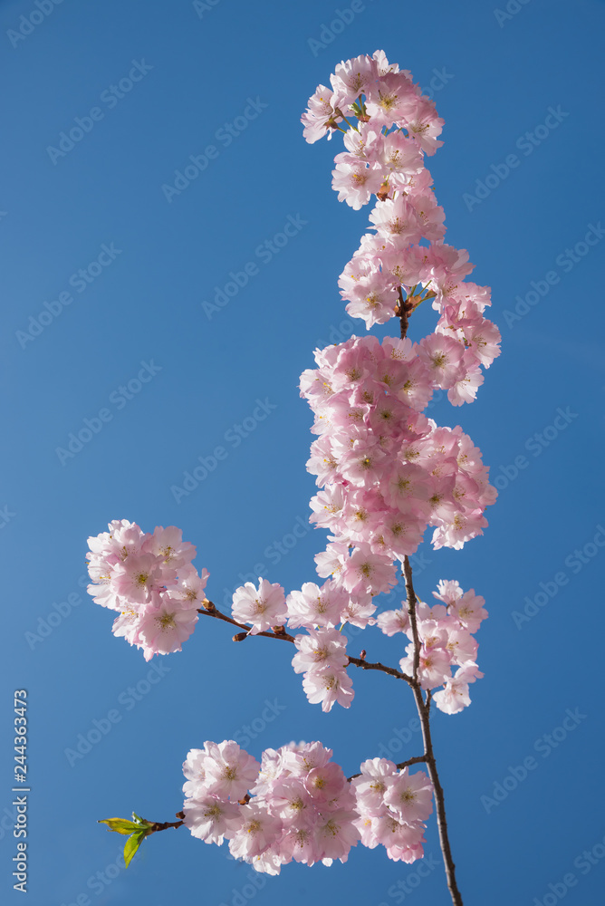 Kirschblütenzweig und blauer Himmel