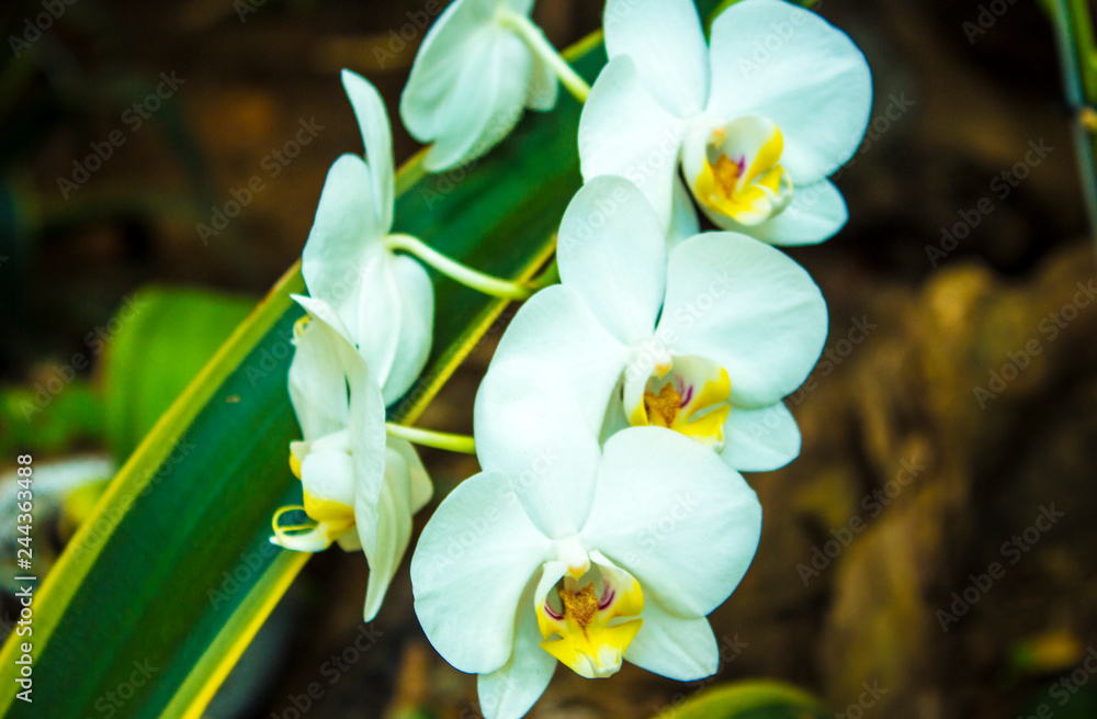 Obraz premium Flowers