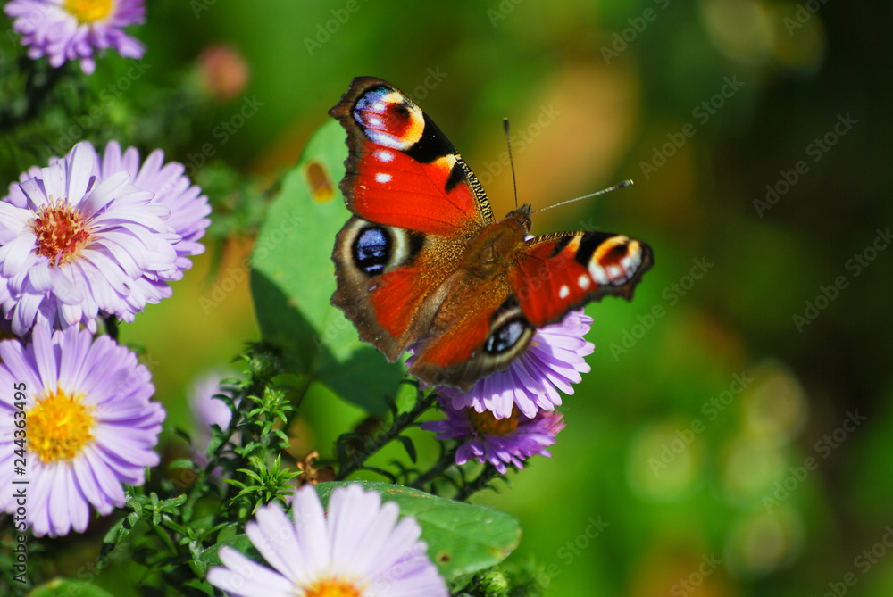 Obraz premium Peacock Butterfly in the Garden