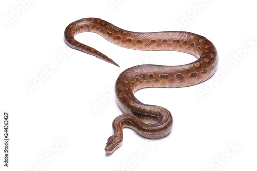 Epicrates crassus - Rainbow boa - 03