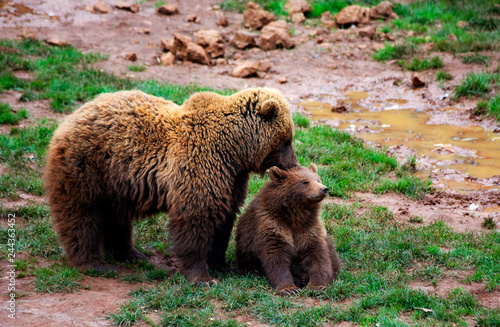 Mother bear caressing her cub