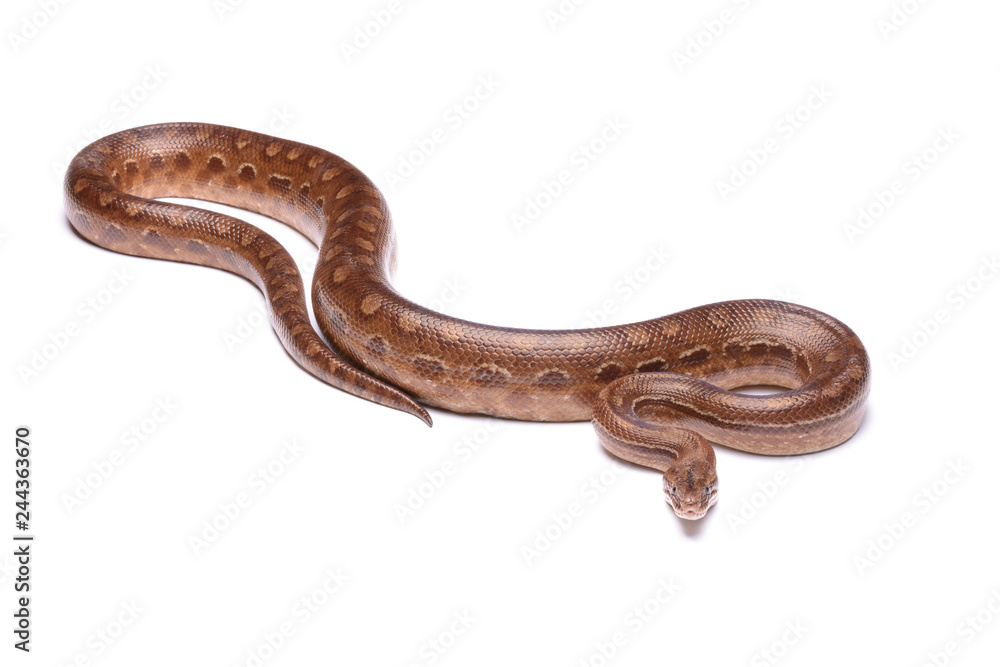 Epicrates crassus - Rainbow boa - 02 Epicrates crassus - Rainbow boa - 02