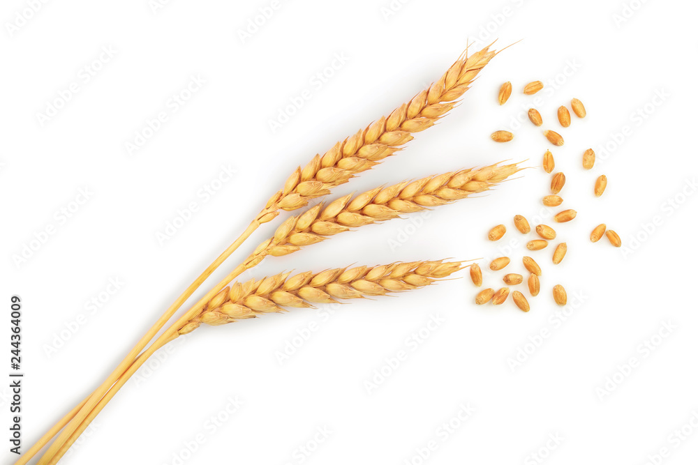 grain and ears of wheat isolated on white background. Top view grain and ears of wheat isolated on white background. Top view