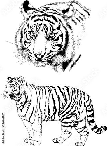 vector drawings sketches different predator   tigers lions cheetahs and leopards are drawn in ink by hand   objects with no background