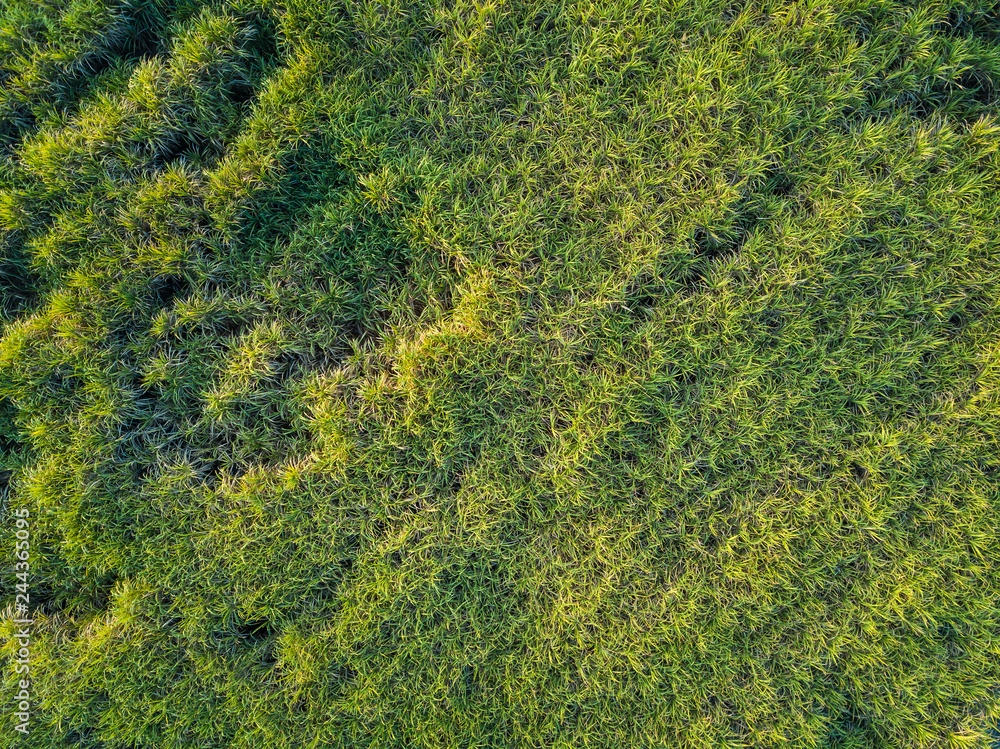 view from drone Sugar cane field with sunset sky nature landscape background view from drone Sugar cane field with sunset sky nature landscape background