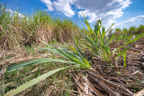 sugarcane plant  field with spring sky landscape.