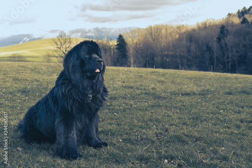 Fototapeta Big newfoundland dog sitting on the grass