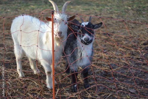 goat couple in the field