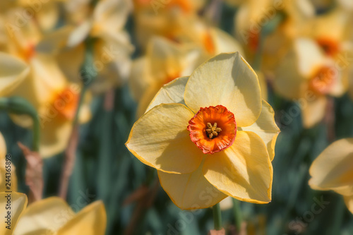 Fototapeta Naklejka Na Ścianę i Meble -  gelbe Narzisse mit orangefarbenen Kelch