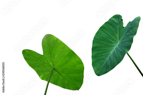 Large heart shaped green leaves of Elephant ear or taro (Colocasia species) the tropical foliage plant isolated on white background, clipping path included. photo