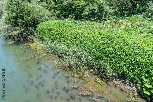 Thickets of grass on the river bank