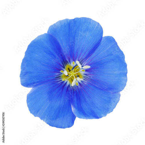 Blue flax flower isolated on white background, top view