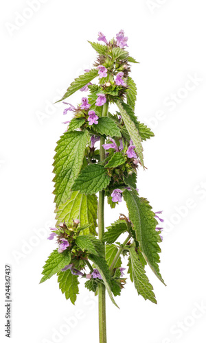 Branch blossoming lemon balm isolated on white background, closeup