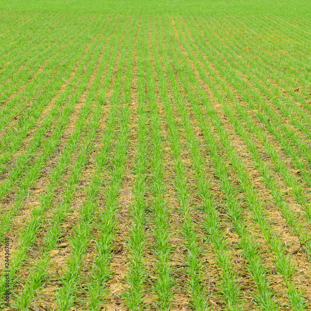 Spring winter wheat field Spring winter wheat field
