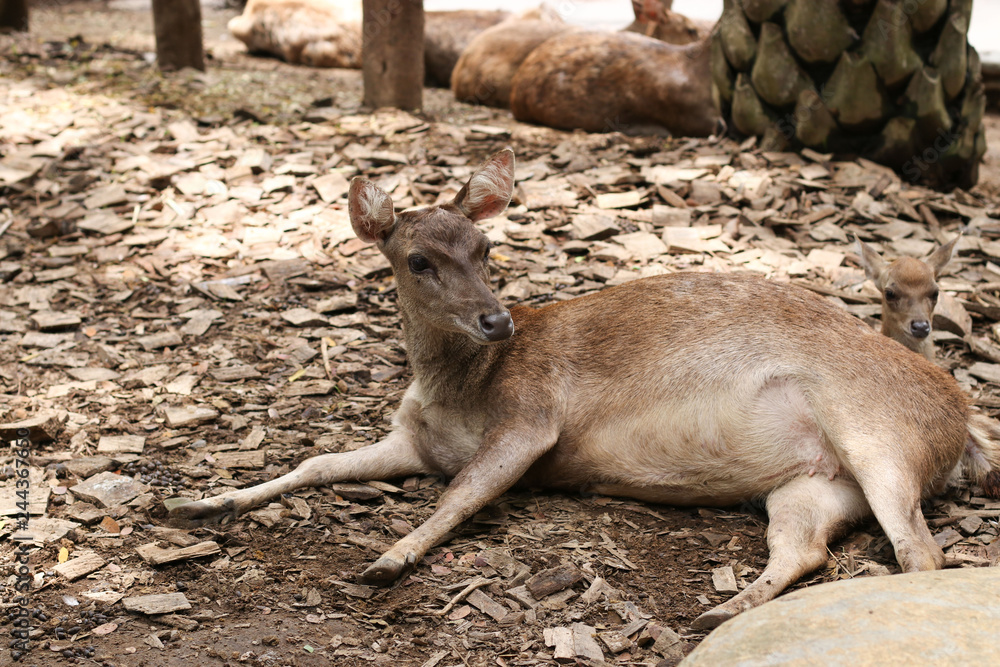 Naklejka premium Mom and baby deer in Bali Zoo, Indonesia