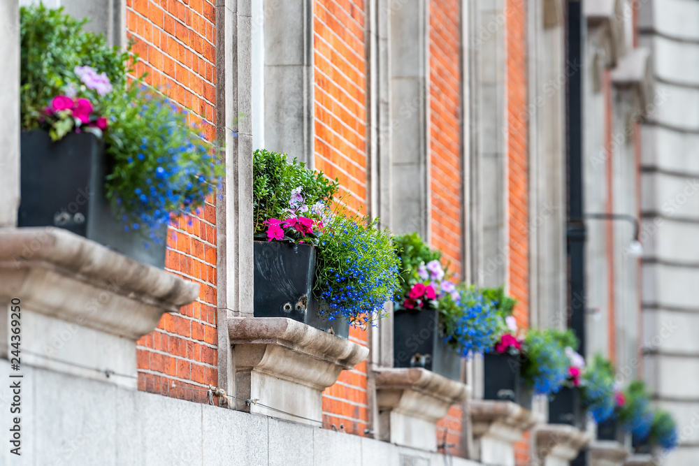 Blue and pink color flower basket box decoration on summer day with brick architecture in Chelsea, London UK row of windows