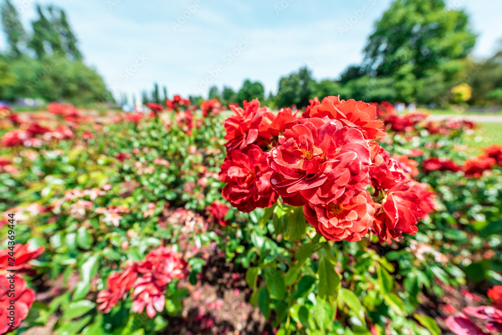 London, UK Queen Mary's Rose Gardens in Regent's park during sunny summer day blue sky with red colorful vibrant flowers wide angle closeup
