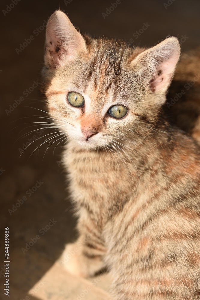 small striped cat,potrait