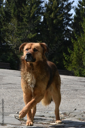 brown Dog with injured leg