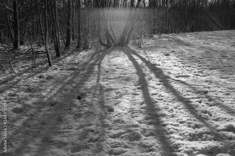 Fototapeta premium Winter snow forest landscape rural nature