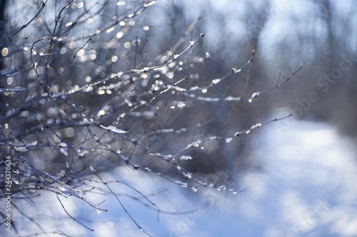 blurred background of forest in the snow with branches