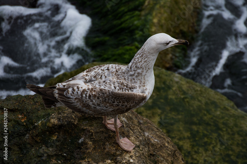 gull, pescarus,Möwe, gabbiano,in Constanta ,Romania photo