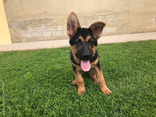 Plakat Puppy