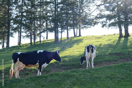 пастбище коров в деревне