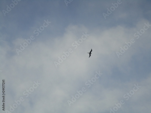 Oiseau de mer en vol aux Caraïbes