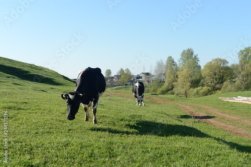 пастбище коров в деревне © korotkovkris