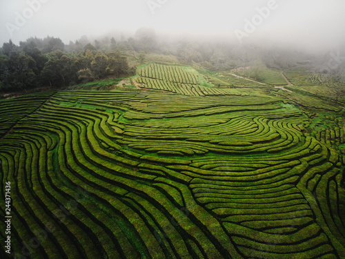 Photos Green tea terrace plantation in fog from above, drone shot, Azores islands