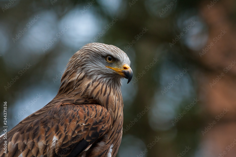 Adler Adler