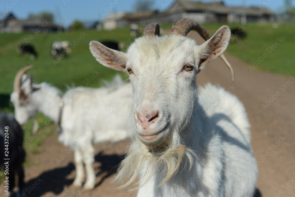 goats in the village goats in the village