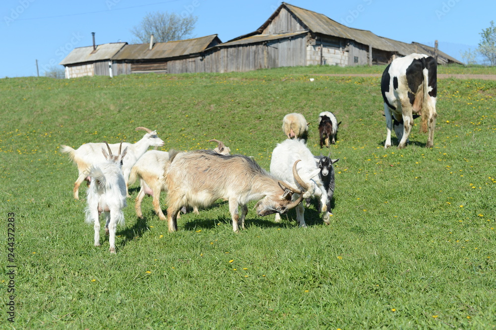 Obraz premium goats in the village