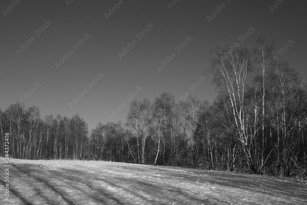 Obraz premium Winter snow forest landscape rural nature