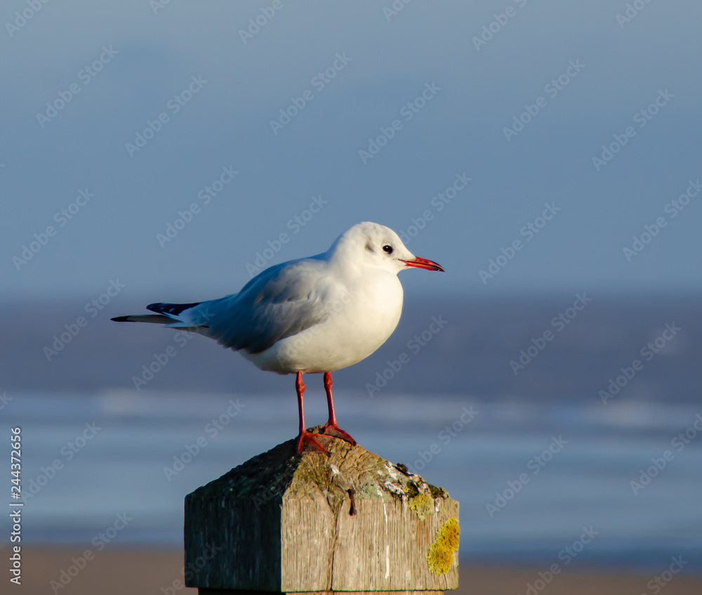 Fototapeta premium Black Headed Gull