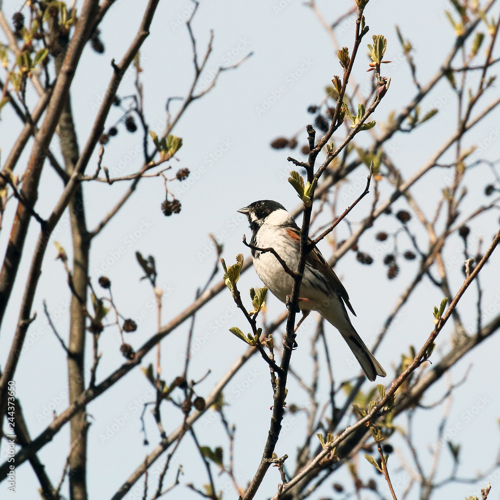 Reed Bunting