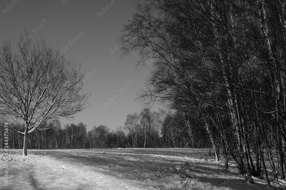 Obraz premium Young Forest and fields like at Scotland during winter Season with snow.