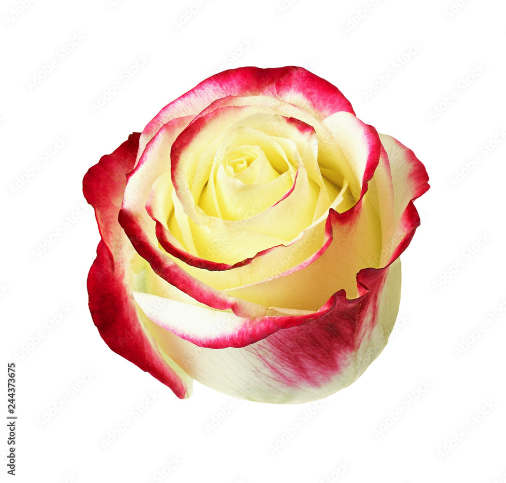 Naklejka premium Rosette of red and yellow rose flower