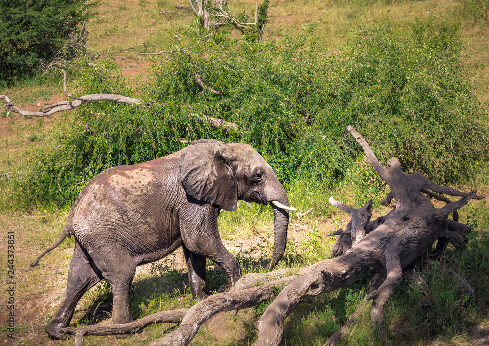 Fototapeta premium Elephants bathing and playing in the water of the chobe river in Botswana