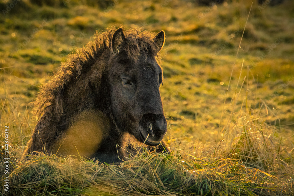 Fototapeta premium Young Horse 